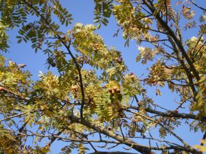 Speierlinge am Baum