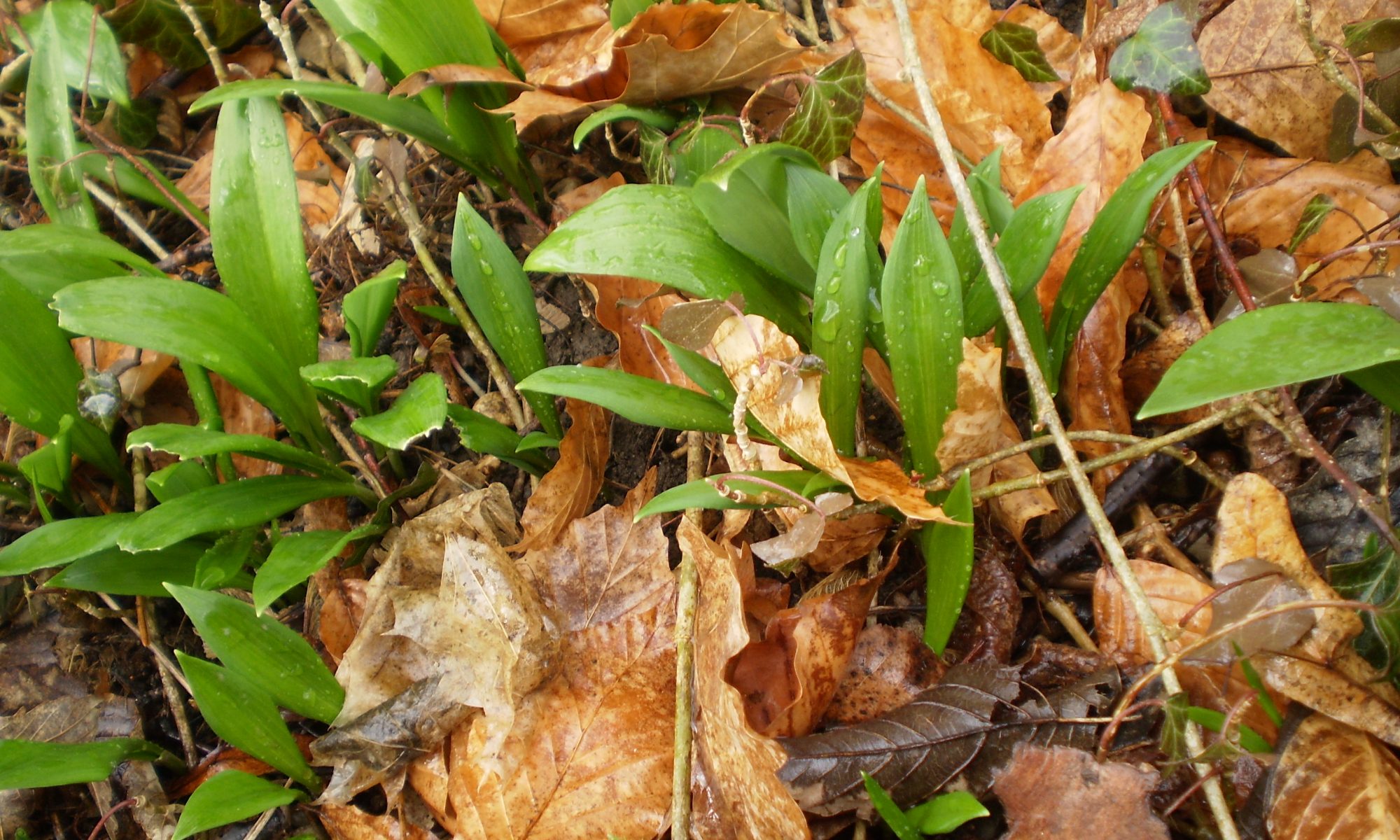 Der erste Bärlauch des Jahres