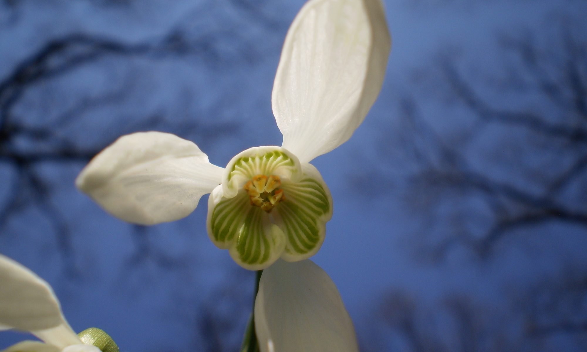 Schneeglöckchen