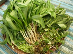 Gesammelte Wildpflanzen im Frühling