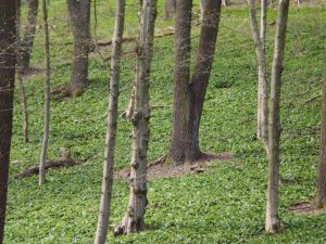 Bärlauch im Wald