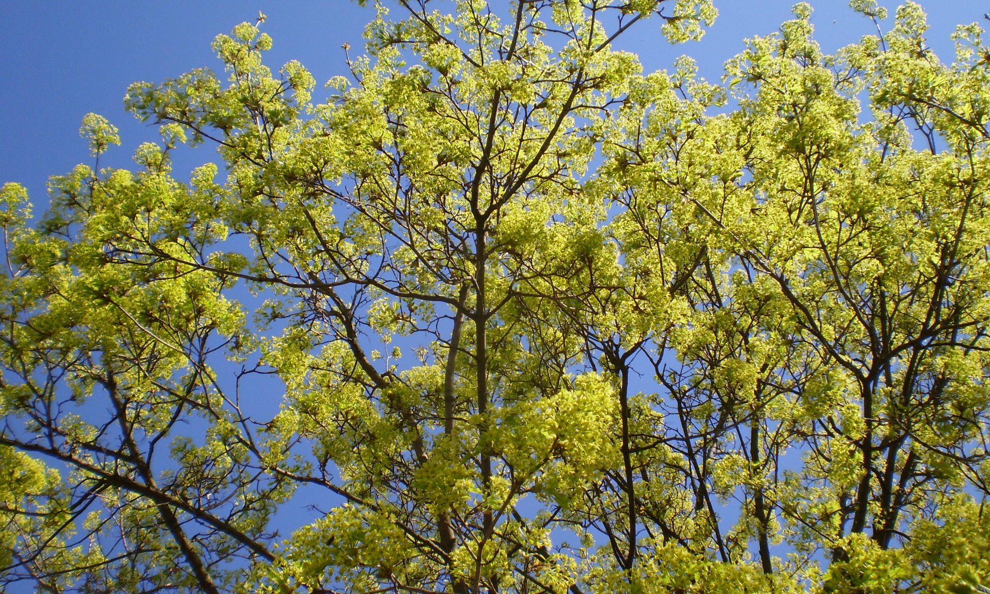 Baum im Frühling