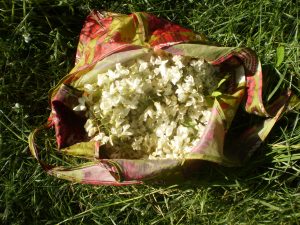 Blüten für Robiniensirup sammeln