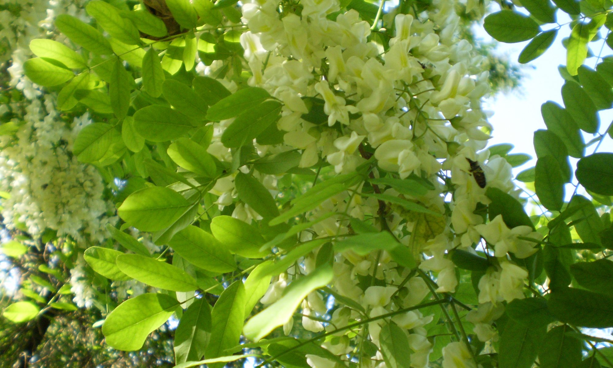 Robinienblüten,