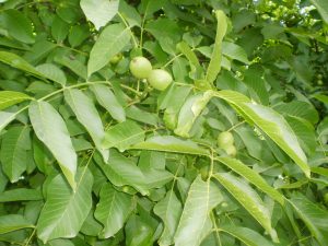 Grüne Walnüsse am Baum