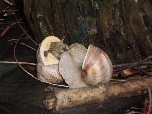 Weinbergschnecken bei der Paarung