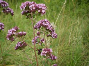 Blühender Dost mit Hummel