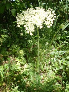 BärlauchknospenWilde Karotte in Blüte