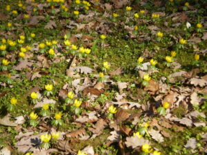 Frühlingsblüten
