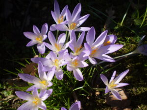 Krokus
