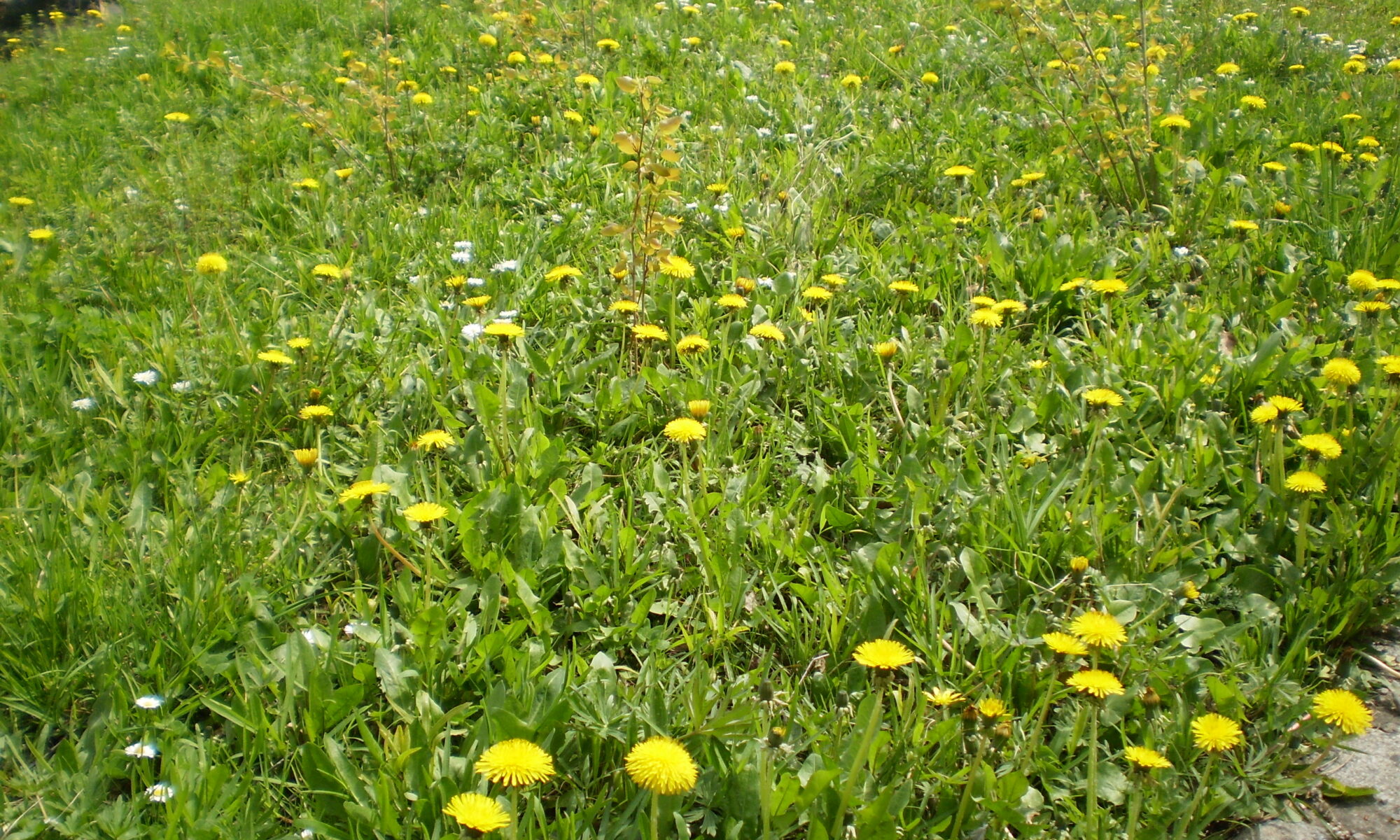 Löwenzahn auf der Wiese