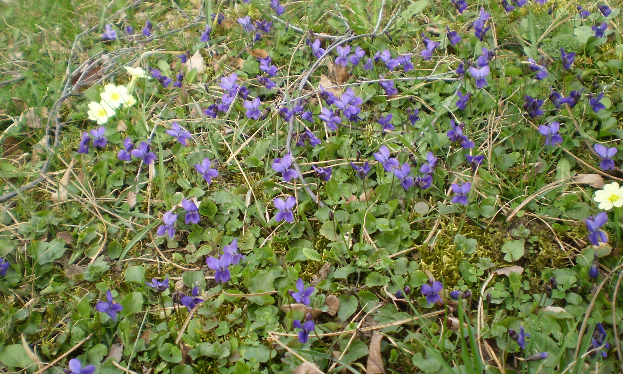 Veilchen in der Natur