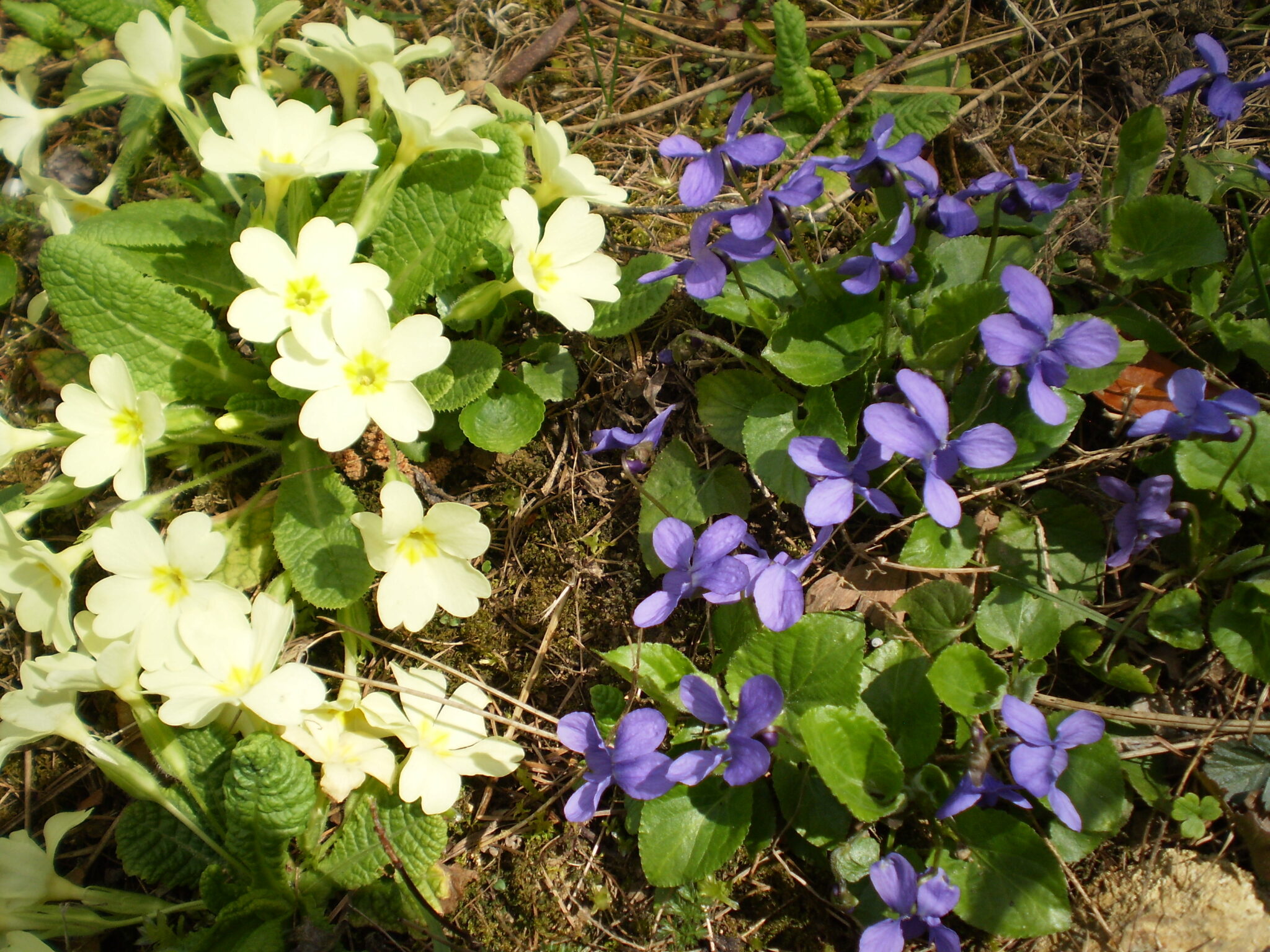 Veilchen, wohlriechendes – Wildsammlung