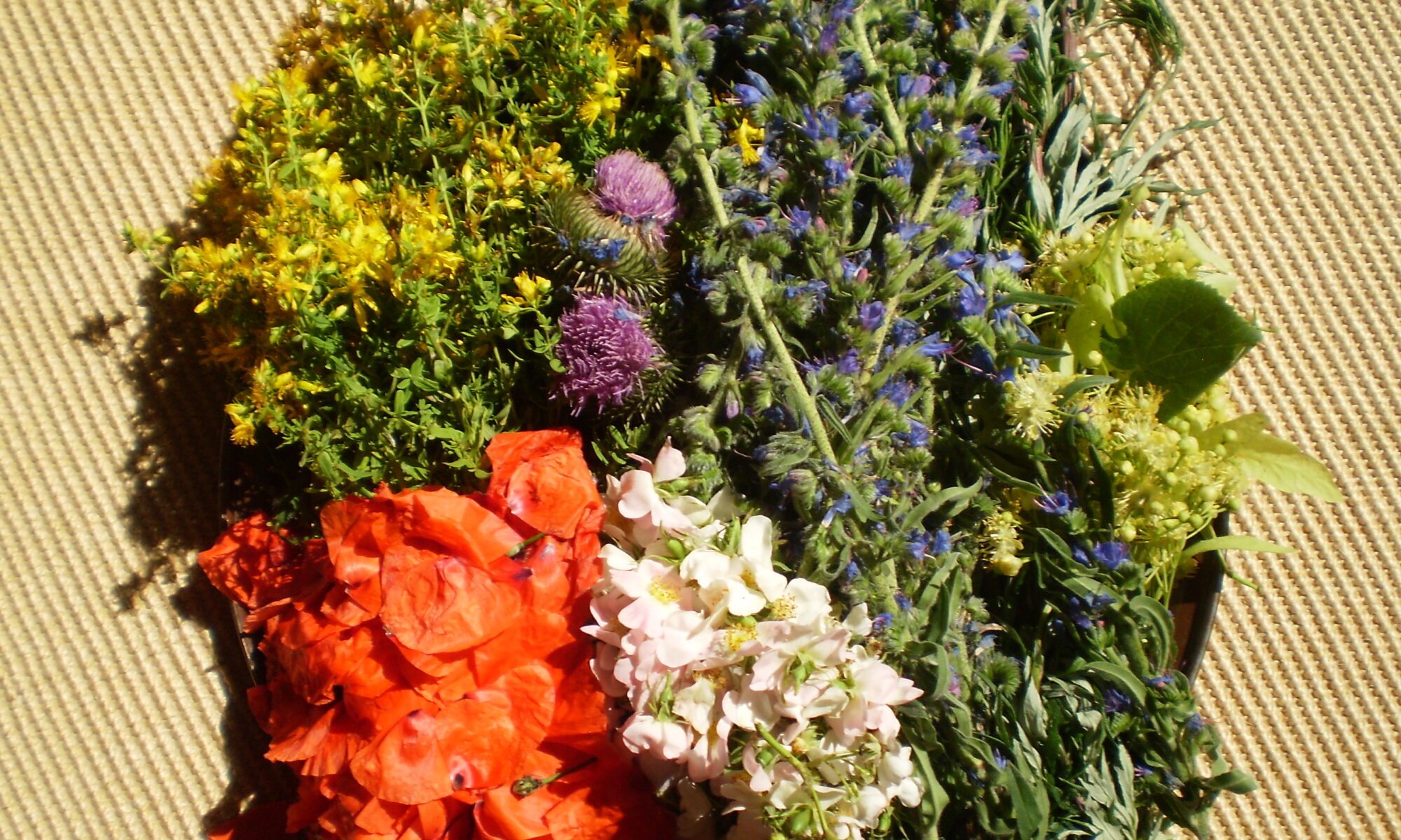 Gesammelte bunte Wildblumen