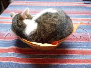 Katze im Frittierkorb