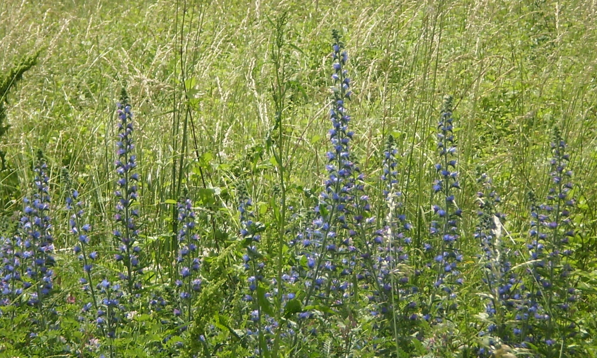 Blühender Natternkopf in der Wiese,