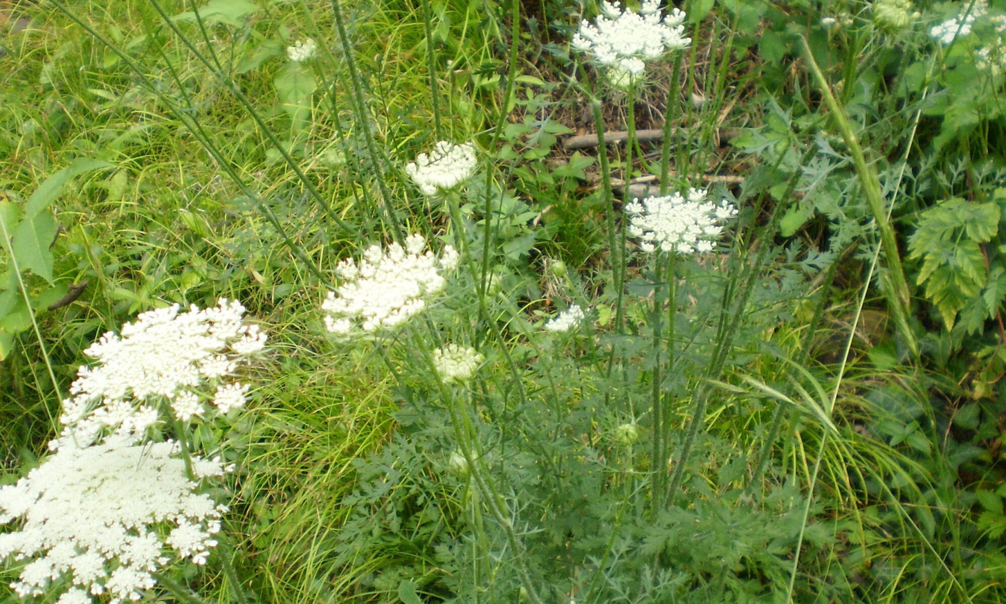 Wilde Karotte in Blüte