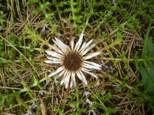 Silberdistel