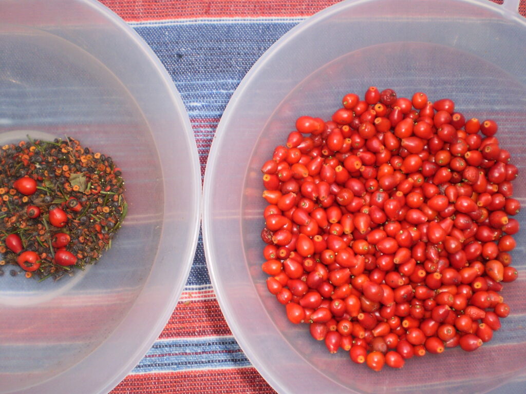 Hagebuttensuppe – Wildsammlung