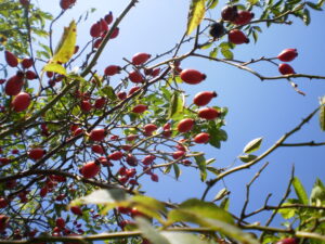 Hagebutten vor blauem Himmel