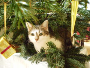 Katze und Christbaum