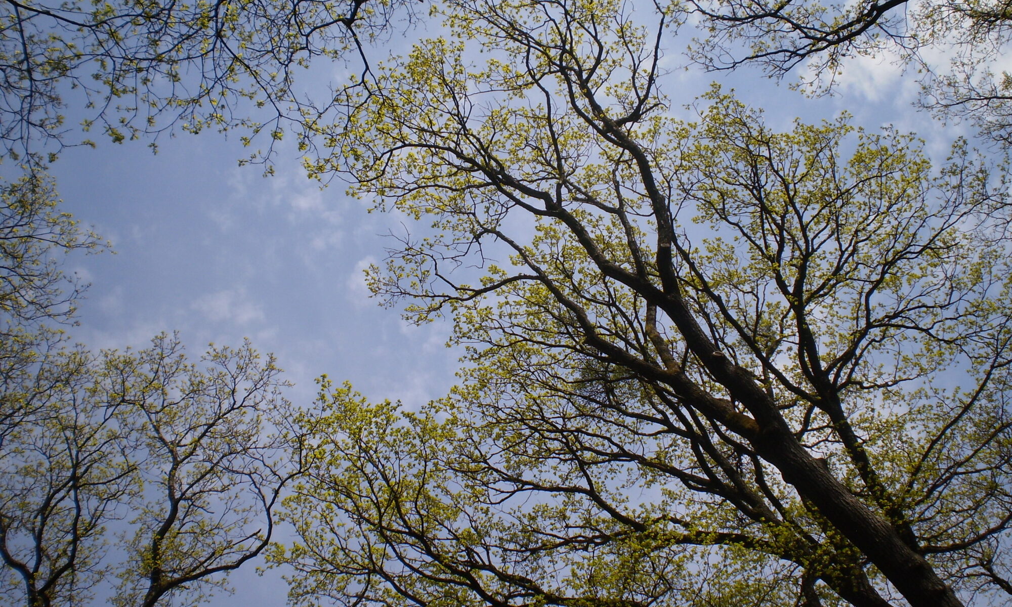 Bäume im Frühling