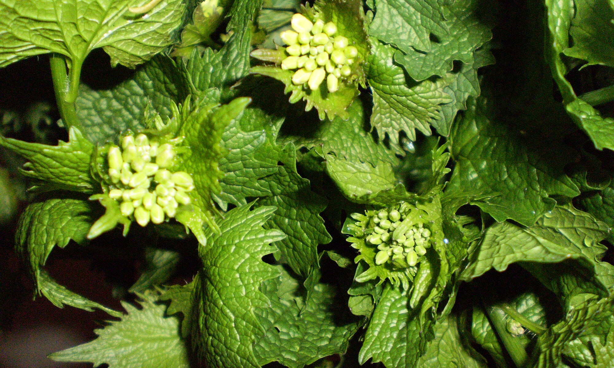 Blühende Knoblauchrauke