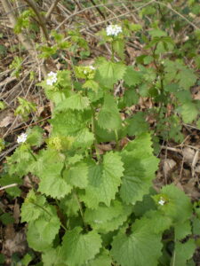 Knoblauchrauke