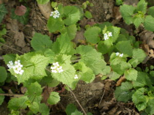 Knoblauchrauke mit Blüten