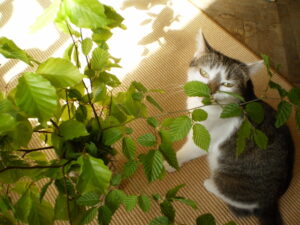 Linden- und Buchenzweige in der Vase samt Katze Mimi