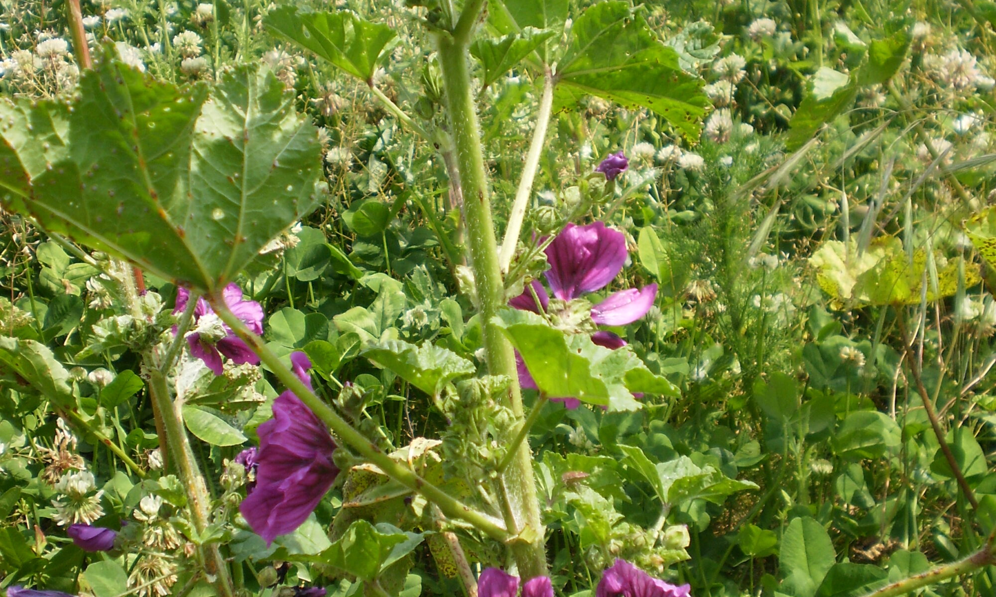 Malve mit Blüten