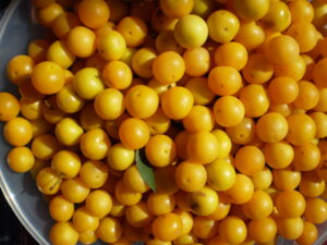 Für Kriecherl-Chutney gesammelte Früchte