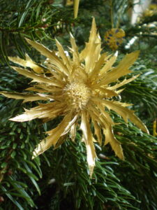 Distel am Christbaum