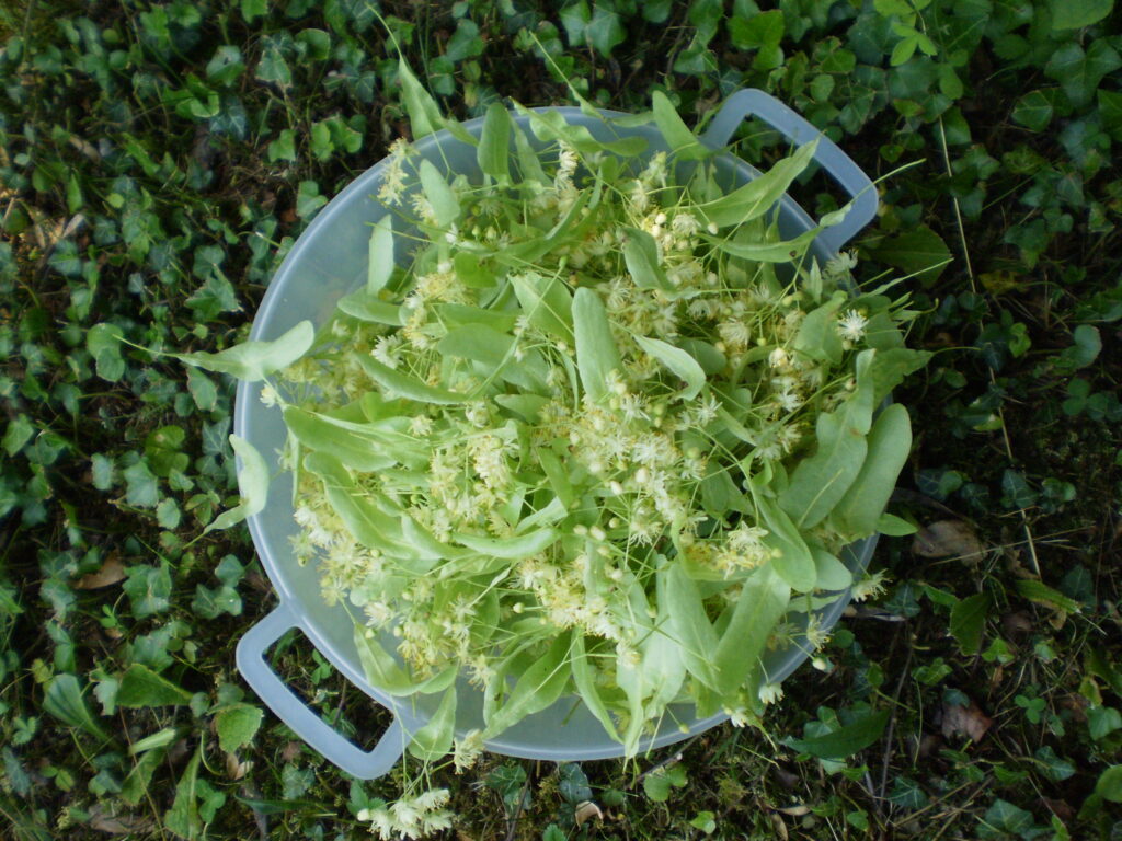 Gesammelte Blüten für Lindenblütensirup