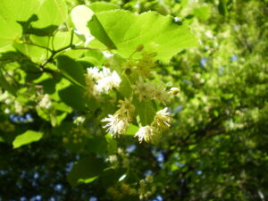 Lindenblüte