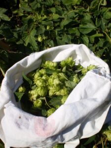 Gesammelte Blüten für Hopfentee
