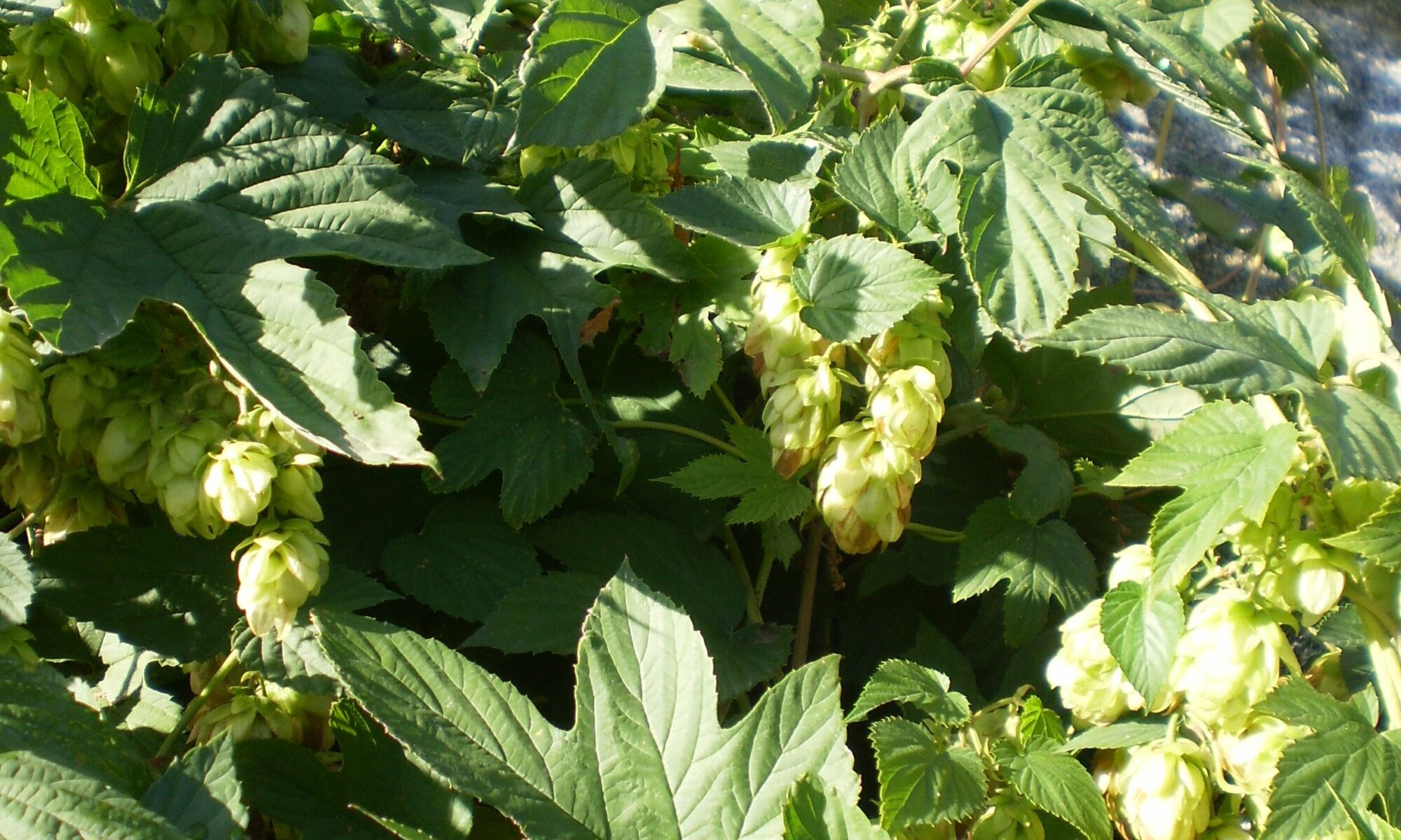 Hopfen mit Blüten