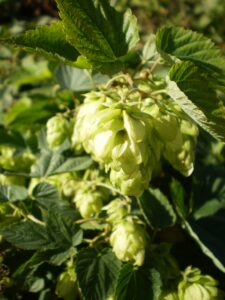 Weibliche Hopfenblüte