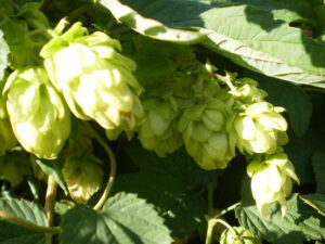 Hopfenblüten