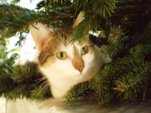 Katze mit Weihnachtsbaum