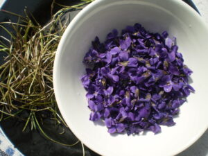 Von den Stängeln gezupfte Blüten für Veilchensirup