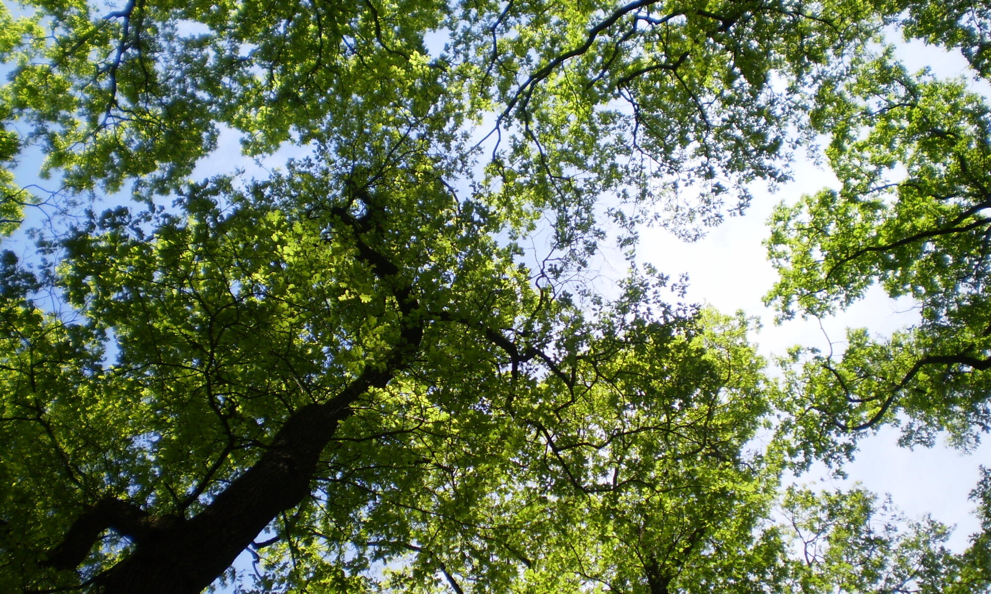 Bäume im Mai