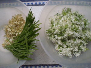 Blüten für Bärlauchblütenpesto abzupfen