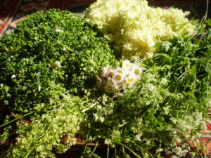 Gesammelte Bärlauchsamen und weitere Kräuter wie Holunderblüten, Wilder Kerbel, blühendes Wiesenlabkraut und Gänseblümchen