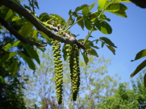 Männliche Blüten der Walnuss