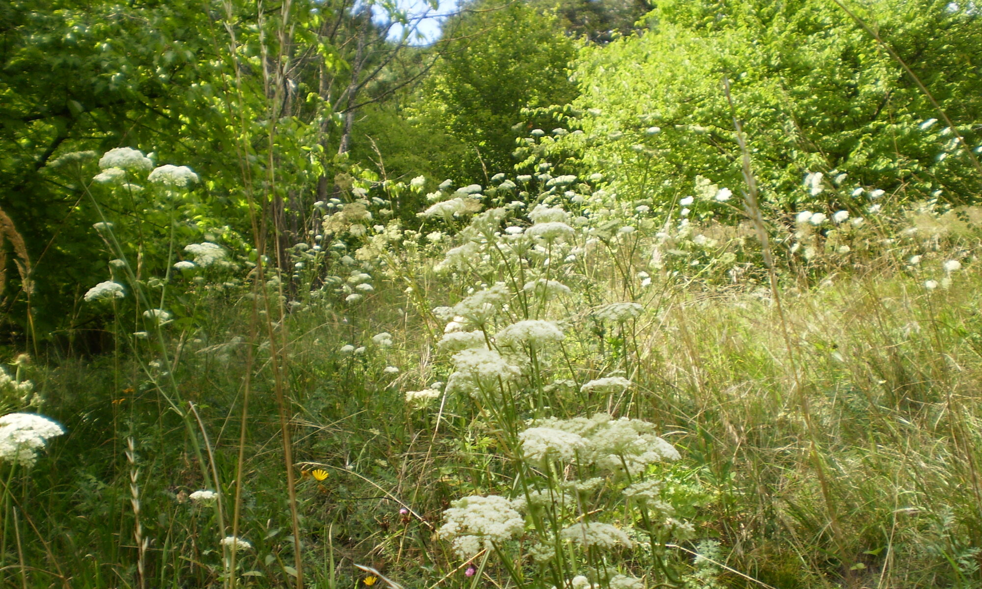 Sommerwiese